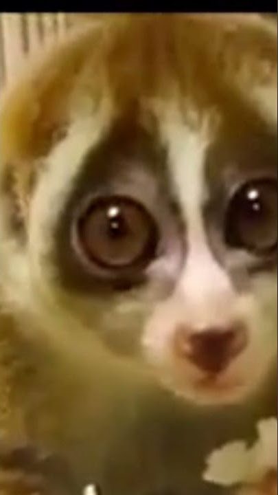Little Lemur 3 #shorts
