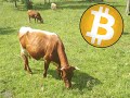 PRVA KRAVA KUPLJENA BITCOINOM