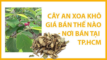 CÂY AN XOA KHÔ GIÁ BÁN THẾ NÀO - NƠI BÁN TẠI TP.HCM