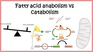 Regulation Of Fatty Acid Metabolism Fatty Acid Biosynthesis Vs Breakdown