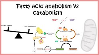 Regulation of fatty acid metabolism ( Fatty acid biosynthesis vs breakdown)