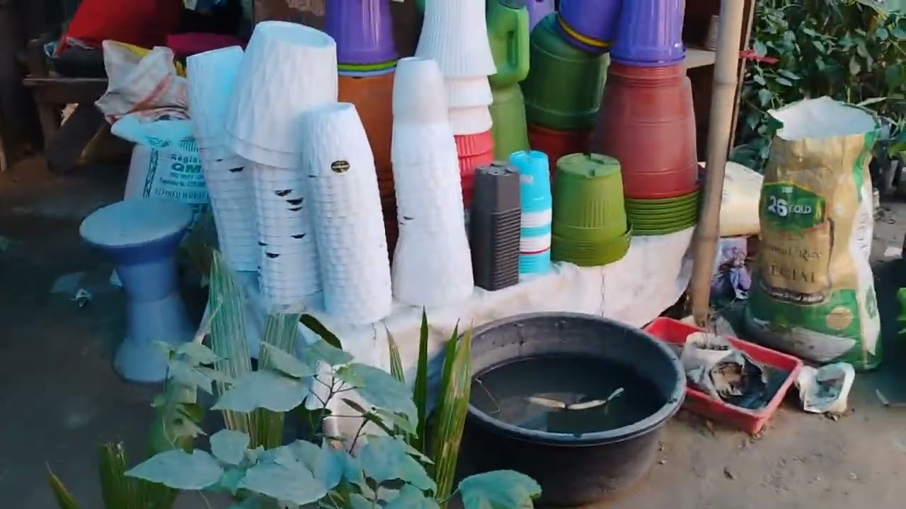 হালদার নার্সারি ভিজিট 🪷 পদ্ম 🍁 এবং 🥭আম গাছের চারা আইডি সমেত 🍁 হালদার নার্সারিতে 🙏🌺🪷🥭🌼