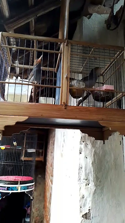 prenjak gacor sepasang