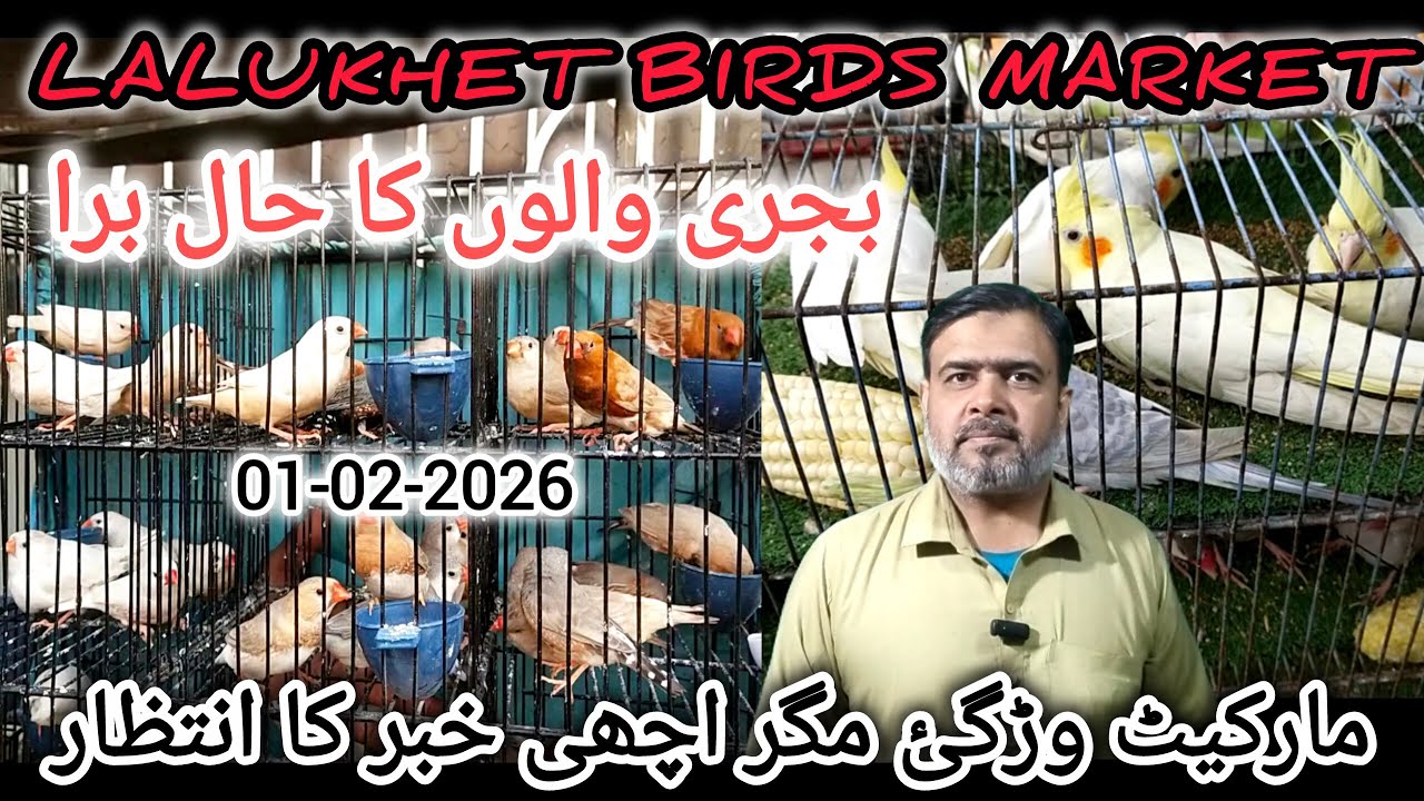 Birds Market Lalukhet Karachi 01-02-2026 | Cheapest Birds Market@duabirds007