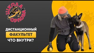 Закулисье Дистанционного Факультета Школы Орлова