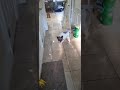 Meet Darla A Bulldog French Currently Available For Adoption 7 24 2025 7 47 26 AM Meet Darla A Bulldog French Currently Available For Adoption 7 24 2025 7 47 26 AM
