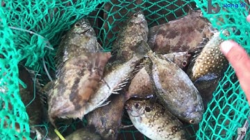 Câu Cá Biển - Câu Cá Giò Cá Nâu | Cảng Vũng Rô Phú Yên