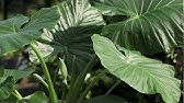Alocasia Care Instructions