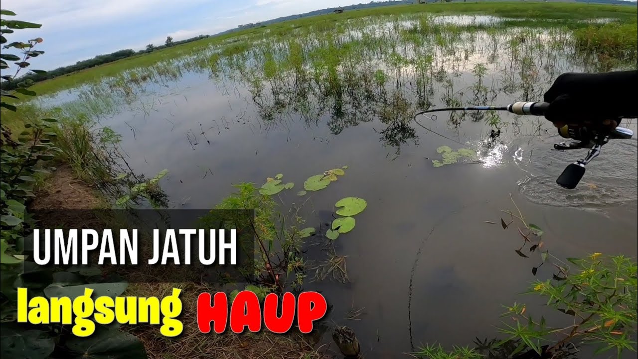 CASTING GABUS di sawah panen STRIKE ikan Gabus Haruan pakai joran ultralight primus hardtop 2-6lb