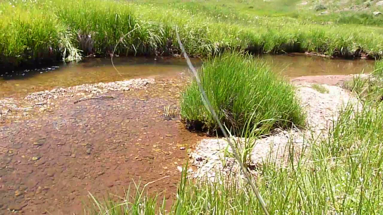 Dry fly fishing for a difficult trout Hermosa Creek, Colorado YouTube