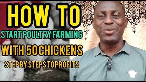 How to start poultry farming with 50 chickens: step by step to profit