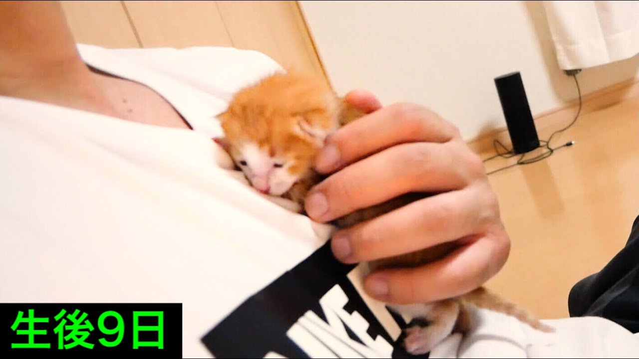興奮する生後９日の子猫を抱っこして落ち着かせてみた【保護猫】