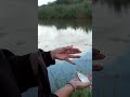 Nathalie weet een mooie blei te vangen! #vistv #fishing