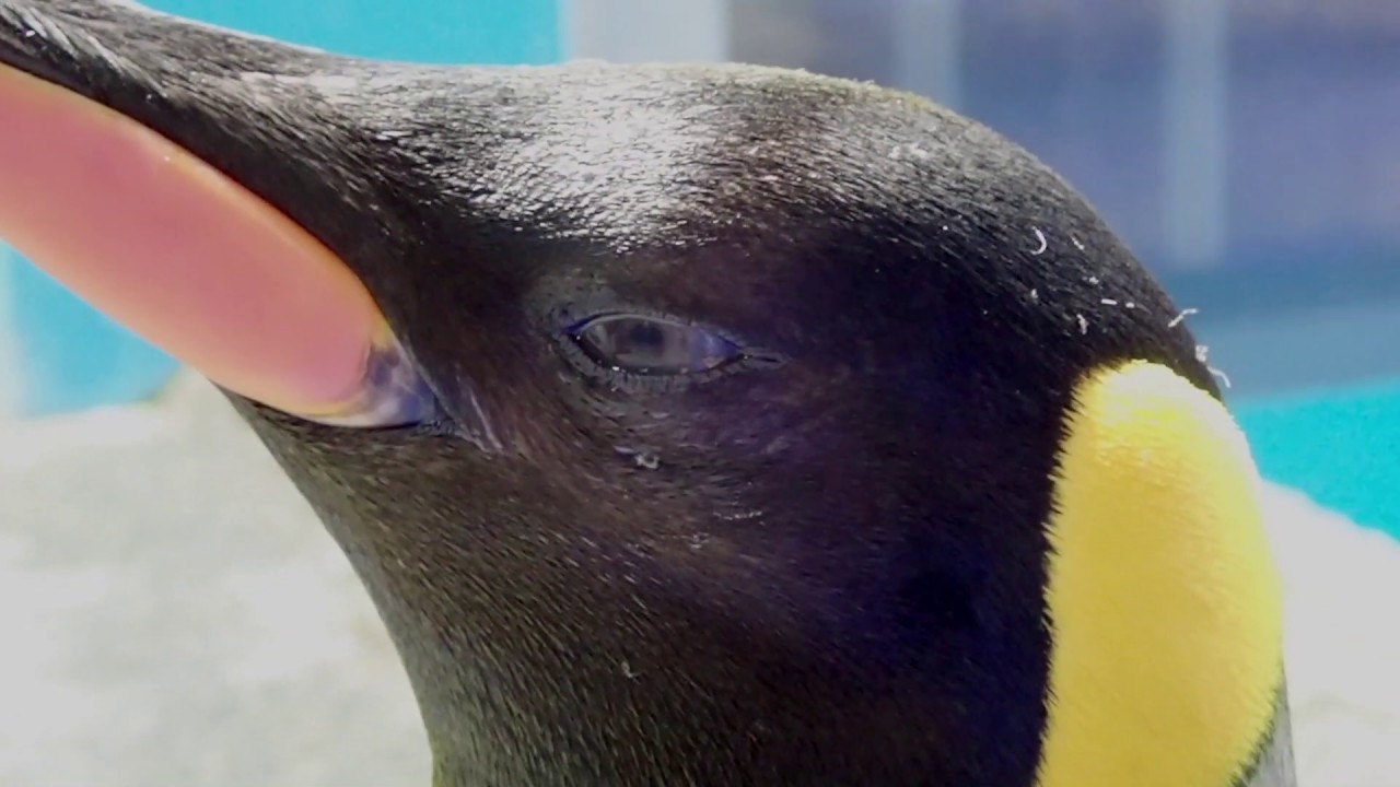 長崎ペンギン水族館 公式