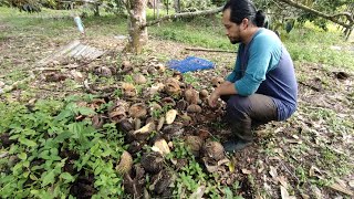  squirrels attack on durians