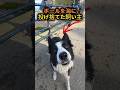 ボールを海に投げ捨てた飼い主