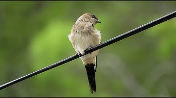 Red-rumped Swallow - Cecropis daurica - Roodstuitzwaluw / Altea - Spain / summer