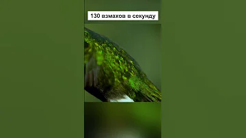 Сражения за нектар. Колибри против пчел