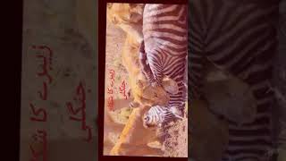 attitudeجنگلی جانوروں کا شکار ویڈیو زیبرا کا شکار شکاری جانورکا زیبرے پر اٹیک بہت ہی خطرناک حملہ