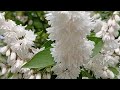 читает автор❤ Цветы цветут в заброшенных сердцах🌺 Перед вами цаетение мая🏔
