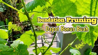 Anggur Berbuah Bonus Dari Foundation Pruning....Kok Bisa❓