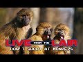 Don't Shoot at Monkeys | Live From The Lair