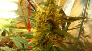 Diesel ryder and other strain grow