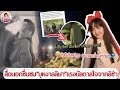 สื่อนอก ชื่นชม&quot;บุหงาลลิษา&quot; แรงบันดาลใจจากลิซ่า ! คนกรุงเทพอยากชวนลิซ่าไปเล่นสงกรานต์ติดอันดับ