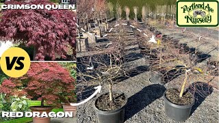 Tree Expert Tells All | Crimson Queen | Red Dragon | Japanese Maple Trees | Early Spring