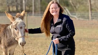 Training our Rescue Donkey, Part One  || Beginning the Lead Rope