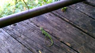 Lizards Compete in a Push-up Contest.