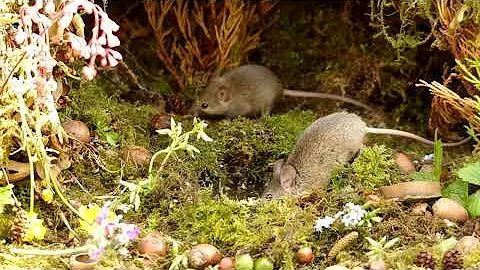 wild garden mice out in nature - Cat  TV