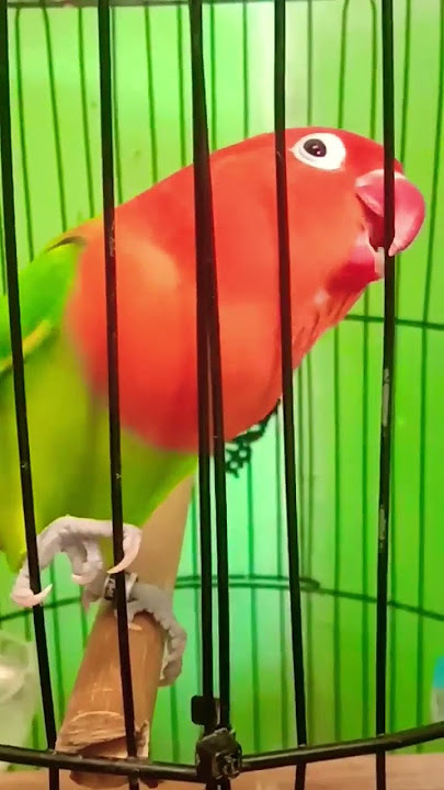 Pancingan lovebird Biola Mentil