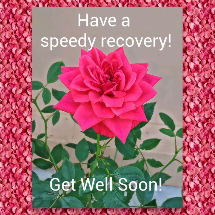 Latest Get Well Soon Wishes Flower Video -  For Whatsapp Status Video messages and Greetings #shorts