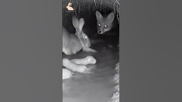 Hare vs Fox.🐰💥🦊Burrow Battle!Mother