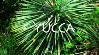 Backyard Survival: Yucca
