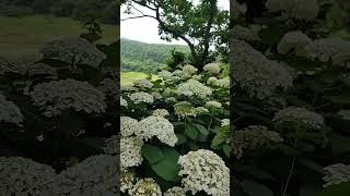 옥천 장계관광지