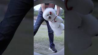 bichon frise | sweet dog #dog #比熊 #ビションフリーゼ #비숑 #doglover #dogshorts #youtubeshorts #shorts