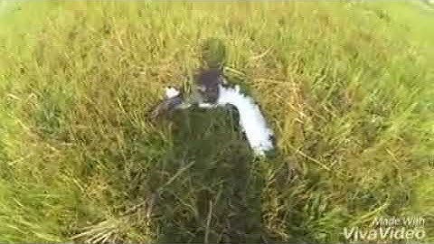 Cắt lớn săn cò trắng của falconry Hà Đông