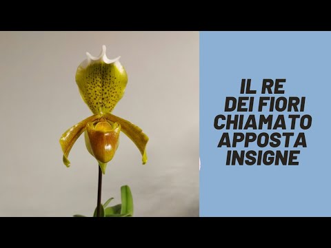 Video: Kasvava upea phalaenopsis kotona