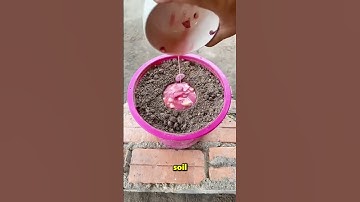 Can Two Fruits Grow From One Tree? 🤔