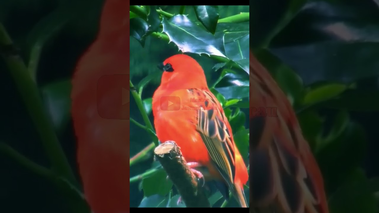 beautiful bird red sparrow 