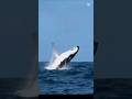 "Giant Sea Whale Close-Up 🌊🐋 | Amazing Ocean Moments!"
