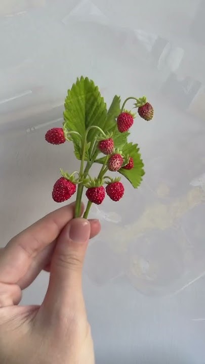 Моя земляника из холодного фарфора для моего нового онлайн курса лепки ...