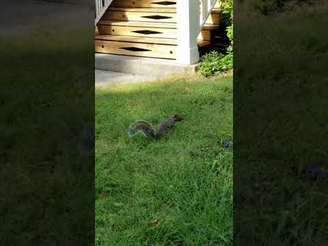 Montreal squirrel nearby
