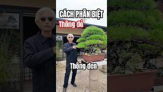 Phân biệt Thông Đỏ và Thông Đen Nhật Bản | Gã Đầu Bạc - Vua Tùng