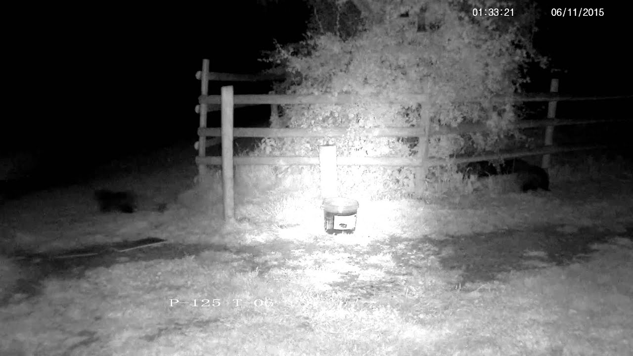 badger animal habitat Adult badger and three cubs visit in the middle of the night - with sound