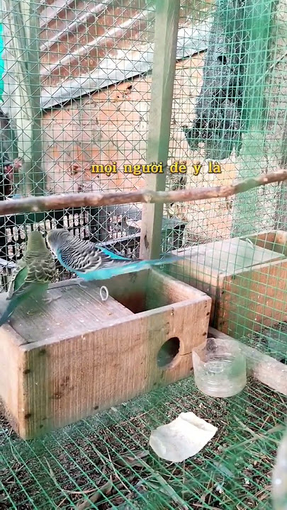 how to raise breeding swallows p4 signs birds are about to breed #shorts #short #vet