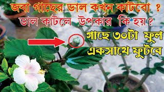 Joba Gacher Pruning | How to Pruning Hibiscus Plant | Joba  Gacher  cutting