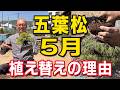 五葉松の植え替えで失敗しないために|5月に植え替える理由と実演解説
